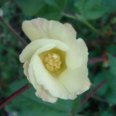 fleur de coton